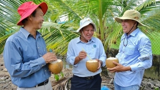 Vietnamese coconuts face the opportunity for export breakthrough